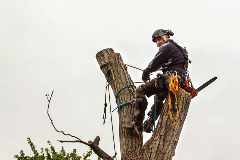 deadwood cutting conducted priority trees with man laying ontop