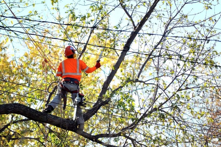 specialized tree removal conducted by priority trees