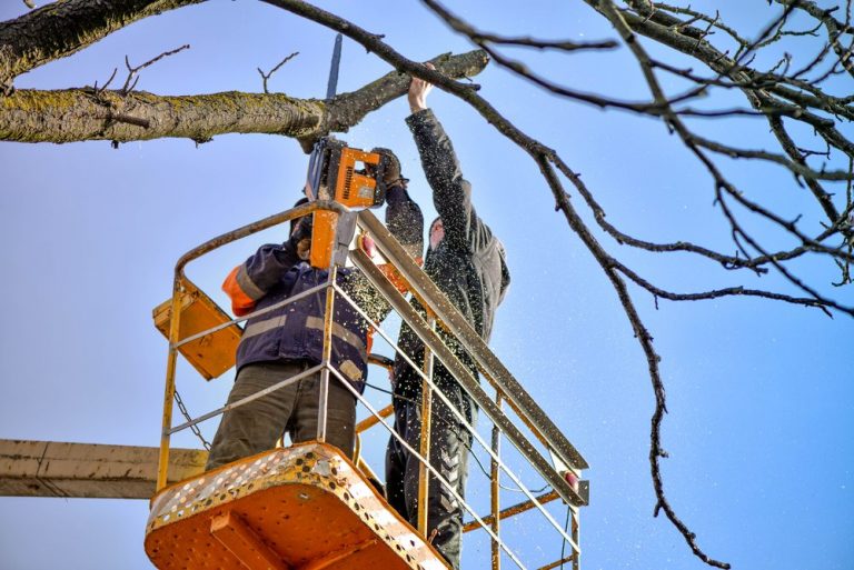 pruning deciduous trees by priority trees with men on crane