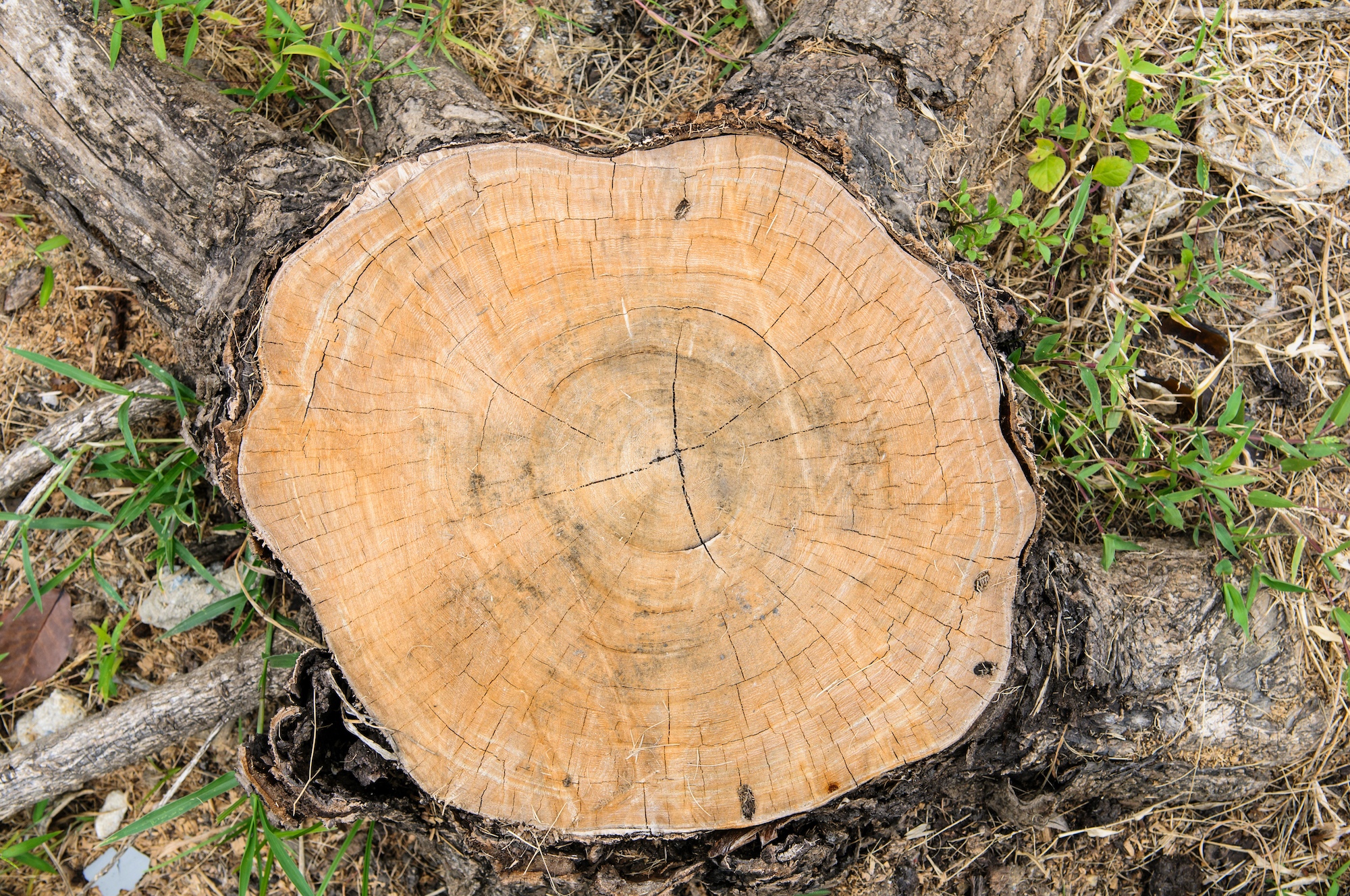Read more about the article How to Remove Tree Stumps