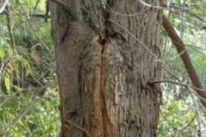 tree bark inclusion