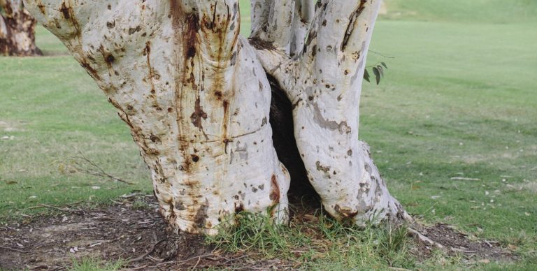 general tree defects with split in the tree that can turn into hazard