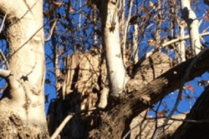 tree with poor or incorrect pruning