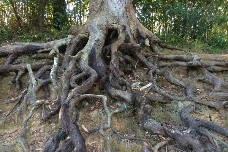 tree roots that are exploding and becoming bad for trees