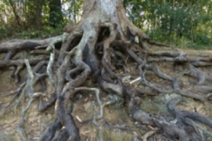 tree root damage