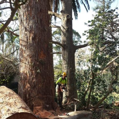 deadwood cut by priority trees with man holding chainsaw
