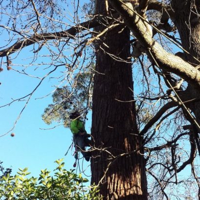 deadwood was cut by priority trees with man harnessed on tree