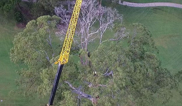 deadwood aerial view of a tree and a crane ready to be removed