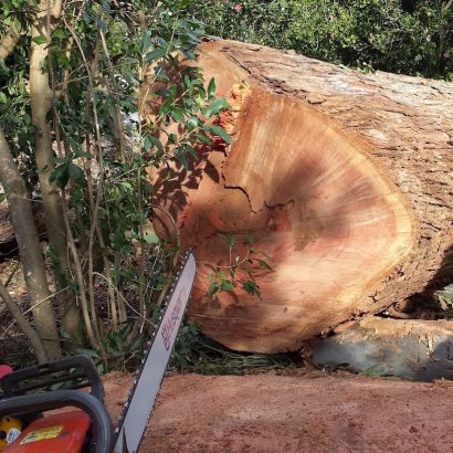 tree cut by priority trees with large tree stump being open and cut