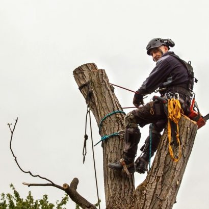 deadwood cutting conducted priority trees with man ontop of tree
