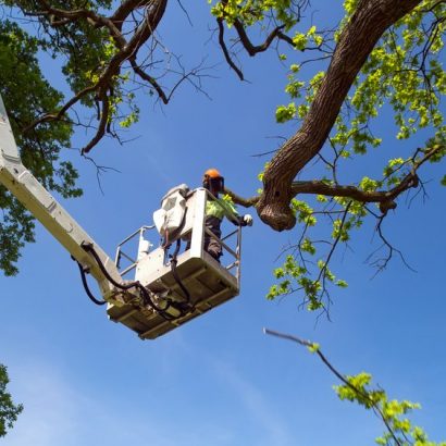 pruning stem by priority trees with man on crane chopping up trunks