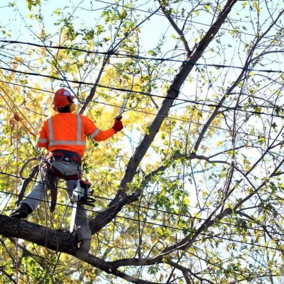 specialised tree removal conducted by priority trees