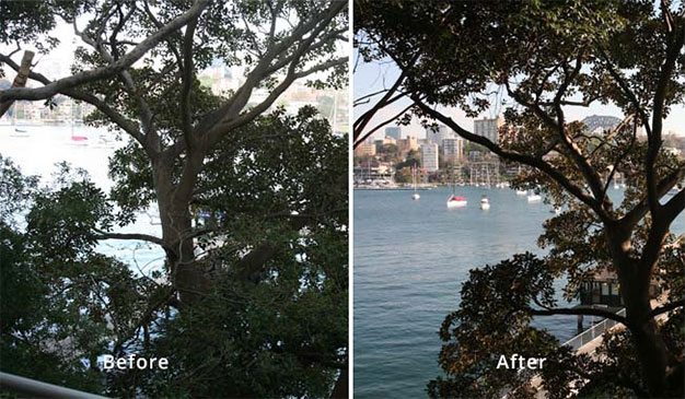 before and after look of tree trimming by priority trees