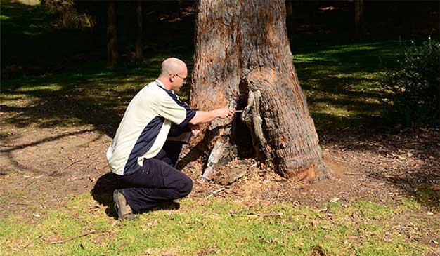 tree removal specialists identifying tree hazard assessment