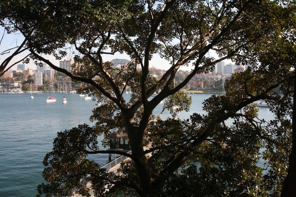 tree after pruning by priority trees with nice view of sydney harbour