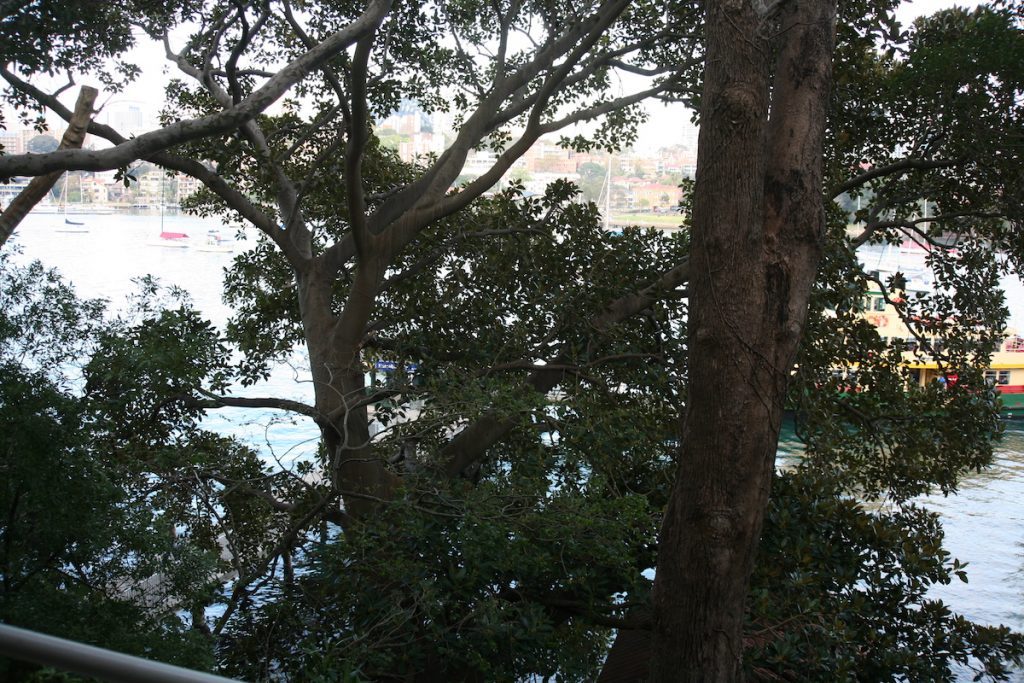 tree before pruning by priority trees with lovely view of sydney harbour