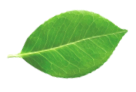 leaf image 3