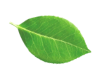 leaf image 2