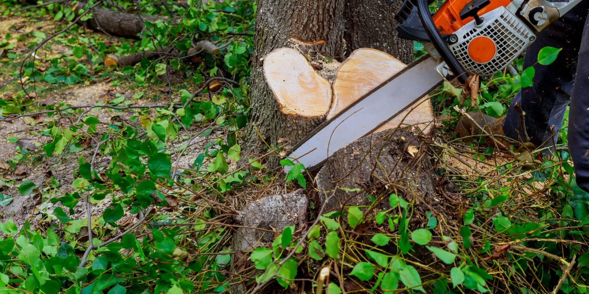 deadwood cutting using a chainsaw conducted by priority trees