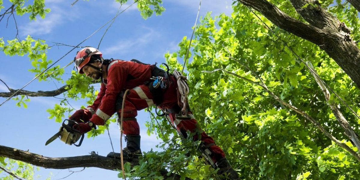 tree care firms and arborists are not all the same