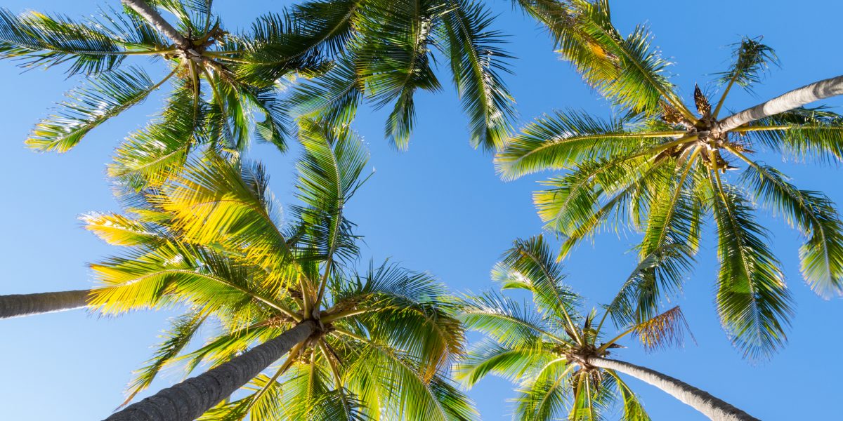 tree transplanting saves palms by priority trees