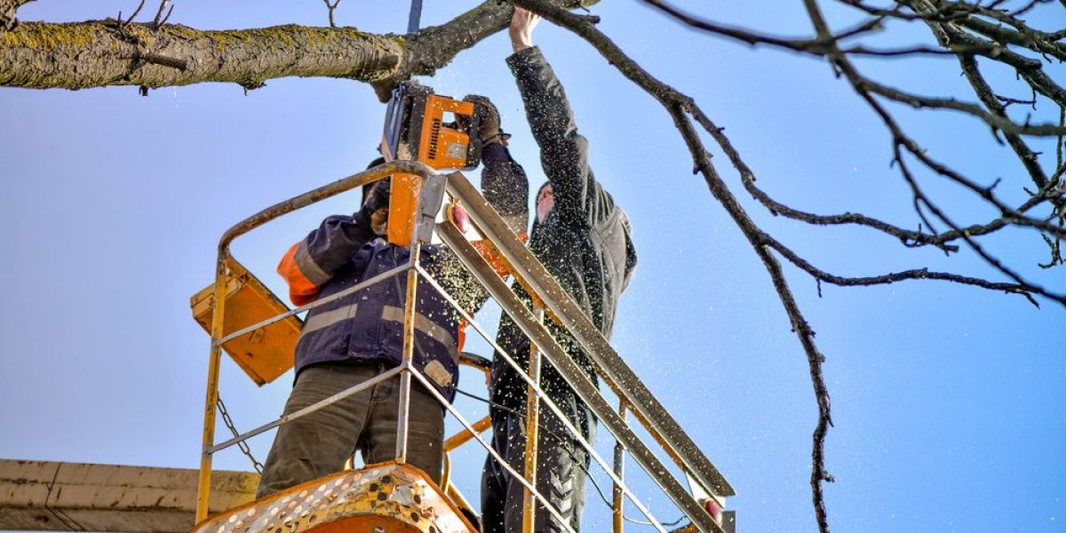 two men ontop of crane cutting a tree branch in nice day