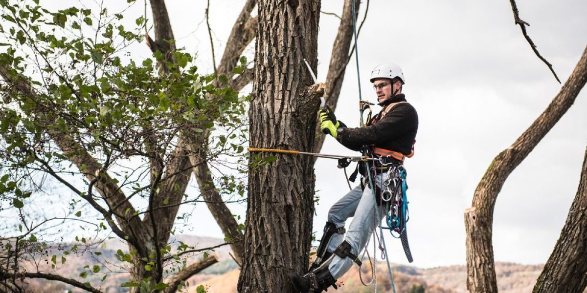 tree pruning expert being harnessed ontop of very tall tree