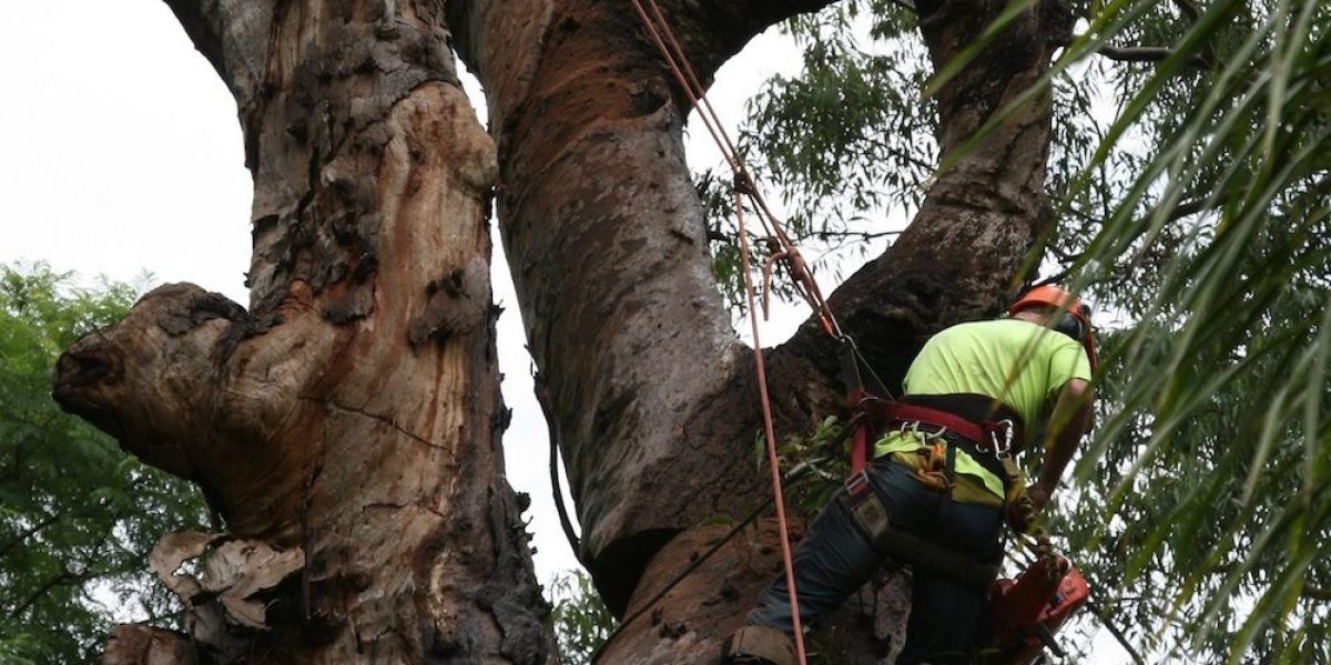 fruit tree pruning conducted by priority trees with man harnessed